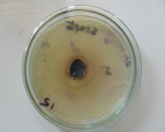 Figure 9: _Pseudomonas aeruginosa_ disc inserted with ZnO nanoparticle coated jean cloth.