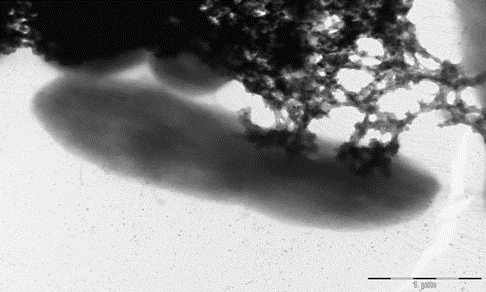Figure 1: Mechanistic effect of CZNPs on gram-negative MRFs (E. coli 2471 BAA).