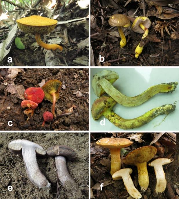 Figure 1: Basidiomata of boletes. a: _Aureoboletus_ _tomentosus_ (GDGM 44727); b: _Chiua virens_ (GDGM 46620); c: _Parvixerocomus aokii_ (GDGM 46620); d: _Pulveroboletus brunneoscabrosus_ (GDGM 45147); e: _Sutorius eximius_ (GDGM 44997); f: _Tylopilus balloui_ (GDGM 44989).