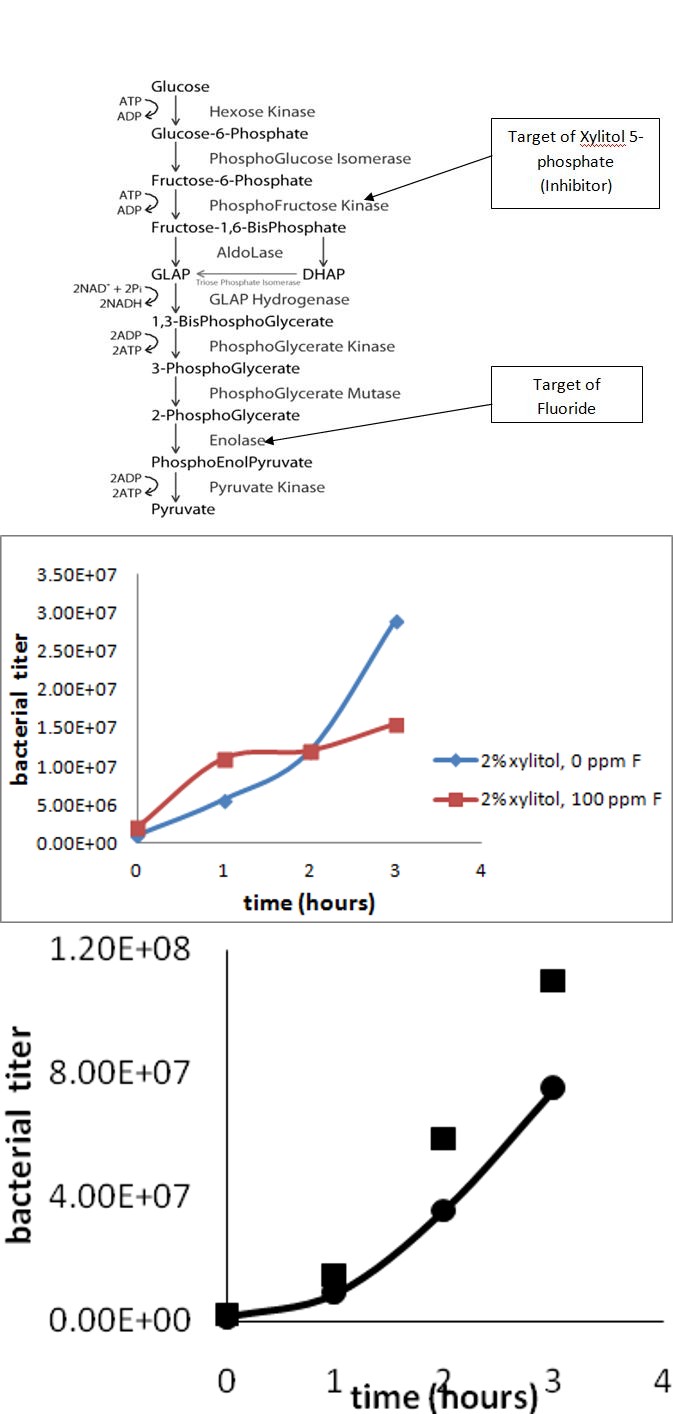 Figure 2: Glycolytic pathway shows the targets of Xylitol and fluoride.