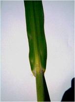Figure 1: Susceptibility categories of certain sugarcane promising varieties to infection with pokkah boeng disease under natural conditions in the successive seasons 2016/2017 (plant cane) and 2017/2018 (first ratoon).