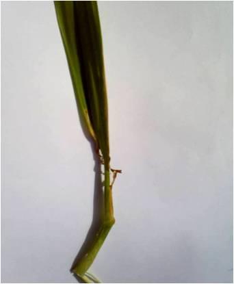 Figure 2: Chlorotic phase. (Leaves showing chlorosis, narrowing and distortion). Figure 1: Healthy phase. (No symptoms).