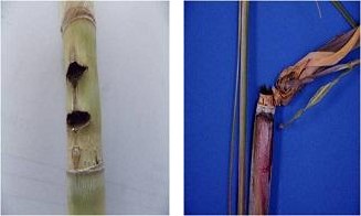 Figure 5: Knife-cut Phase. (Stalk showing terminal knife cut and side shoot development). Photographic representation of pokkah boeng disease severity on sugarcane plants prepared by Ramirez and Nass, Sidique et al and Osman [19,21,25].