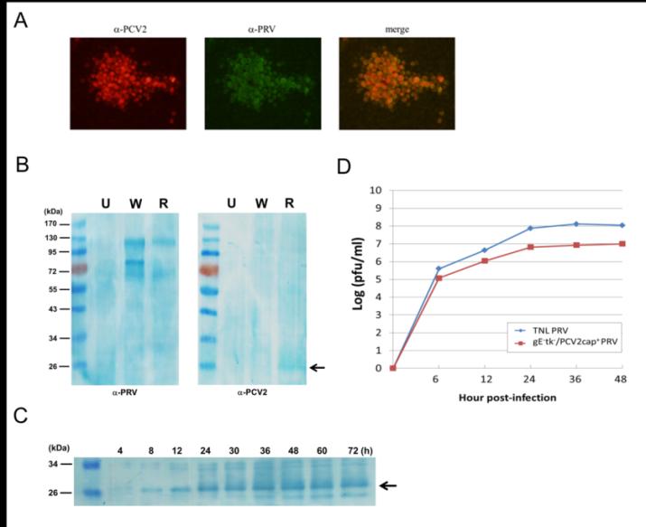 Figure 2: Characterization of recombinant gE-tk- /PCV2cap+ PRV. A. Recombinant gE-tk-/PCV2cap+ PRV-infected PK-15 cell was incubated with MAb against PCV2 (α-PCV2) and swine immuneserum to PRV (α-PRV) at 18 h post infection followed by IIF and examined using a fluorescent microscope at 100× magnification. B. Supernatants of lysates of PK-15 cells that were uninfected (U) or infected with wild-type TNL (W) or recombinant gE-tk-/PCV2cap+ PRV (R) at 18 h post infection were separated by 12% SDS-PAGE, followed by Western blotting analysis with MAb against PRV gC (α-PRV) or swine immune serum against PCV2 Cap (α- PCV2). The expected Cap protein is indicated by an arrow. C. Lysates from gE-tk-/PCV2cap+ PRV-infected PK-15 cells at indicated times were analyzed by Western blotting analysis with swine immune serum against PCV2 Cap. D. Growth curve of gE-tk-/PCV2cap+ PRV. Recombinant gE-tk-/PCV2cap+ PRV (■) or wild-type (TNL) PRV (◆) were used to infect PK-15 cells at 0.1 MOI. Virus titers were determined at 6, 12, 24, 36 and 48 h post infection by plaque forming assays.