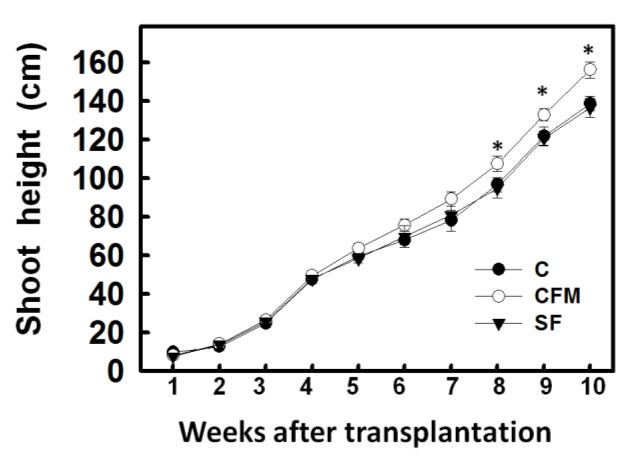 Figure 1: Effects of different fertilizer applications on the shoot height of maize. Maize seedlings were grown in a greenhouse for 2 weeks, then transplanted to the experimental area, which included compost (C), compost added far-infrared material (CFM), and synthetic fertilizer (SF). The vertical line on each bar indicates the standard error for three replicates. Bars show means ± SE.*, which represent values that are significant at P0.05.