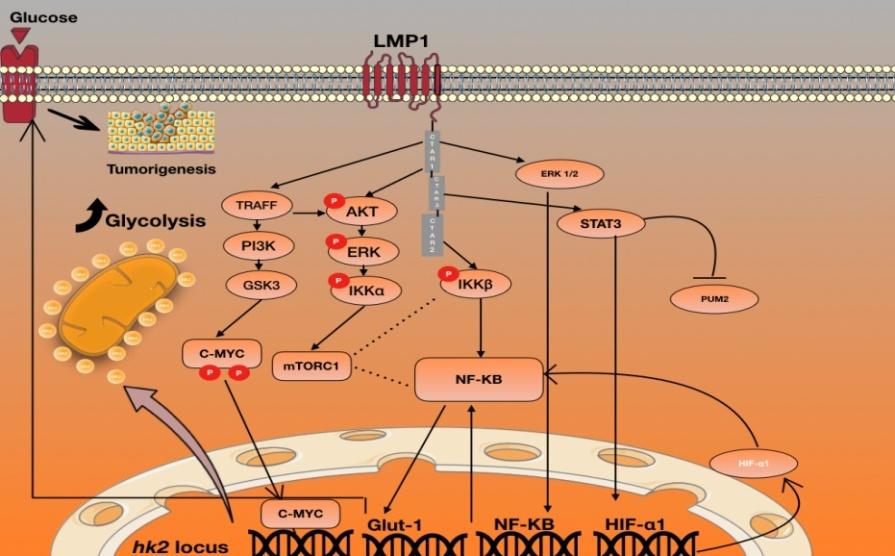 Figure 1: ### LMP1/C-MYC/ Glycolysis Signaling Pathways