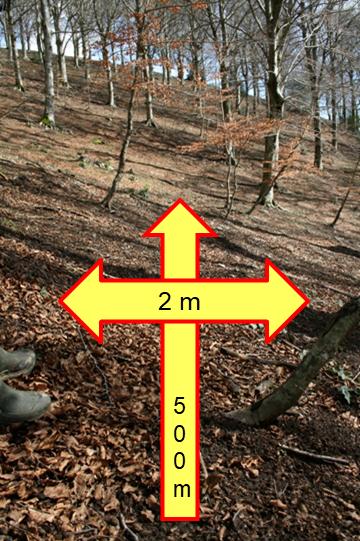 Figure 2: Example of a transept, the arrows indicate the Fecal groups. Estimated density and values used in the decomposition rate and defecation rate. The formula applied to indicate density is [24]: