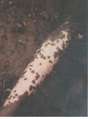 Figure 1: Extreme depigmentation- leopard skin of one leg in a 65year old onchocerciasis patient.