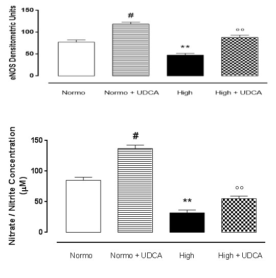 Figure 1: Hematoxylin and eosin staining of cardiac tissues from isolated rat hearts perfused with normal or high glucose. Representative section of rat hearts (n=5 each group) perfused with 11.1 mmol D-glucose, 33.3 mmol D-glucose and pre-treated or not with ursodeoxycholic acid (UDCA, 150 mg/kg) in drinking water for 6 weeks.
