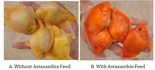 Figure 5: Impact of astaxanthin based feed on fish.