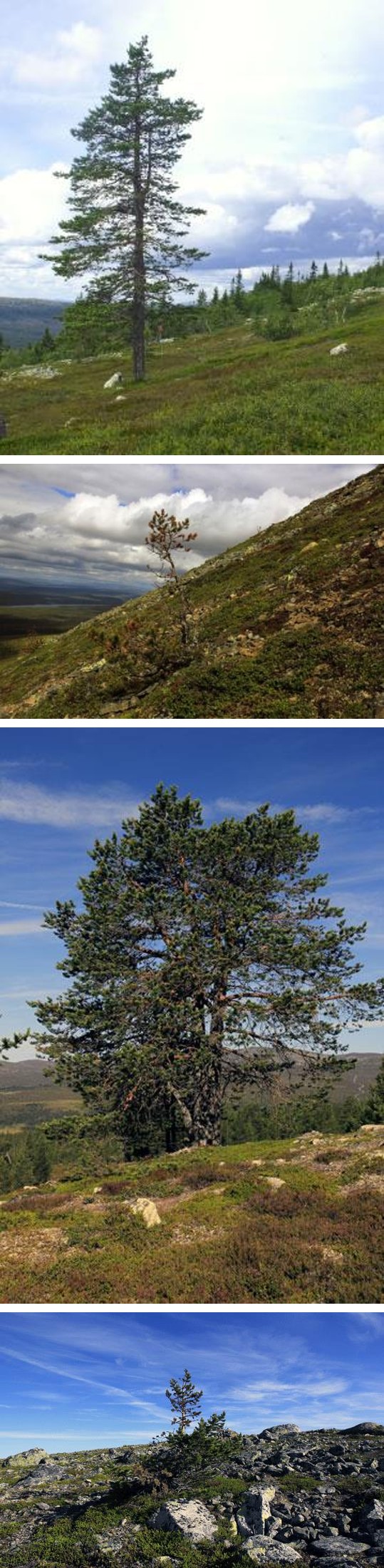 Figure 3: Failed trial to raise the pine treeline. This pine specimen nearly reached a height of 2 m before it died quite recently as a consequence of winter desiccation. The location is 15 m above the new treeline, which here advanced by 140 m since early 20th century [27]. Mt. Storvätteshågna (Dalarna), 990 m a.s.l. Photo: 2013-07-28.