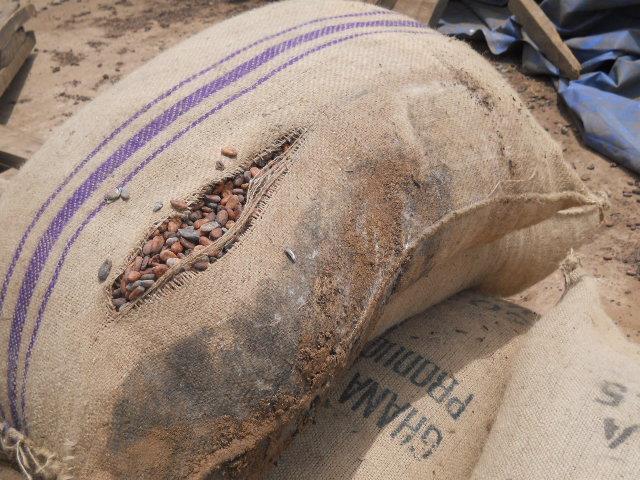 Figure 1: Damp beans from damped and torn cocoa bag.