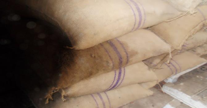 Figure 3: Mouldy beans from mouldy cocoa bag before reconditioning.