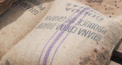 Figure 5: Healthy cocoa beans used as control from well dried cocoa bag.