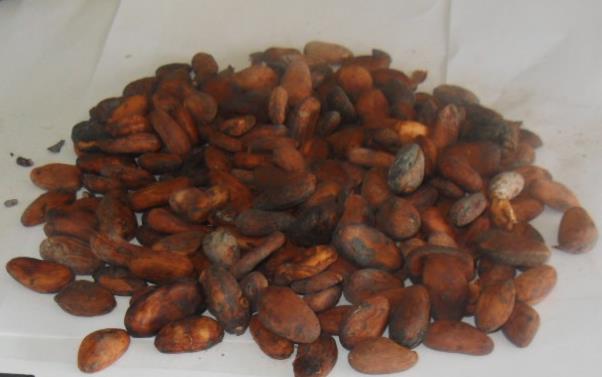 Figure 8: Dried cocoa beans undergoing sorting.