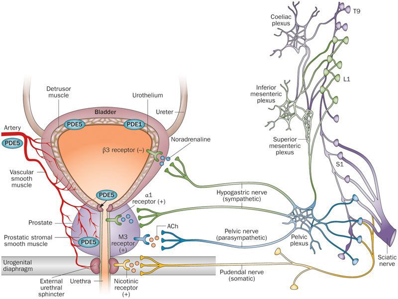 Figure 1: Innervation and receptor in men Lower urinary tract innervation and receptors (LUT).