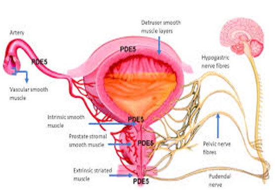 Figure 10: Show age and related Bph development.
