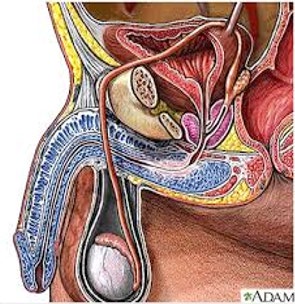 Figure 5: Show the hysto-patological changes in interstitial bladder cystitis. Urehralstenosis.