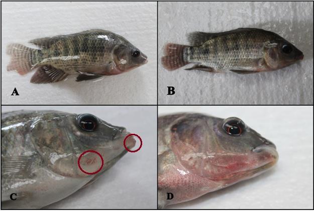 Figure 2: Disease manifestations of infected fish after four days of bacterial challenge. (A, B) Tail and fin rot; (C) Red spots and external nodule; (D) Red spots and bulged eyes.