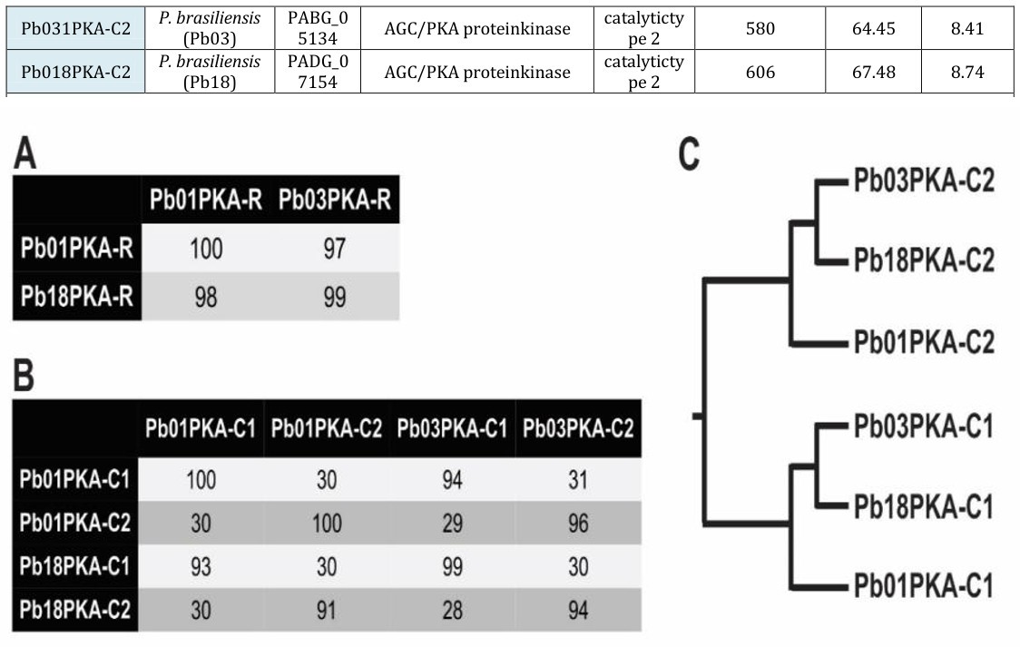 Figure 1: Relationship between the PKA subunits from the Paracoccidioides species and strains. A and B-Percentage of identity between PKA-R and PKA-C, respectively. C- Cladogram representing the distance between the PKA-C sequences.