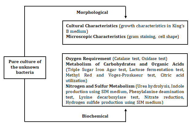 Figure 1: Morpho-biochemical observations/tests used in the characterization of the unknown isolates.