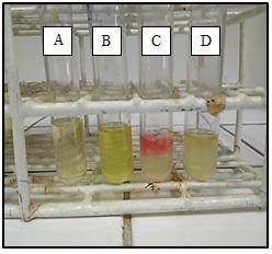 Figure 12: MR test. (A) Uninoculated tube; (B) P. aeruginosa, negative result; (C) E. coli, positive result as indicated by the production of red color; (D) Isolate A4, negative result.