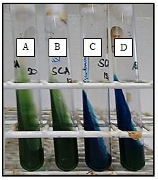 Figure 13: VP test. (A) Uninoculated tube; (B) P. aeruginosa, negative result; (C) B. polymyxa, positive result as indicated by the presence of red color in the surface; (D) Isolate A4, negative result.