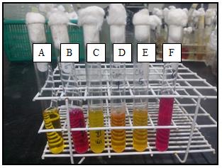 Figure 14: Citric acid utilization. (A) Uninoculated tube; (B) E. coli, negative result; (C) P. aeruginosa, positive result as indicated by the change of color from green to Prussian blue; (D) Isolate A6, positive result.