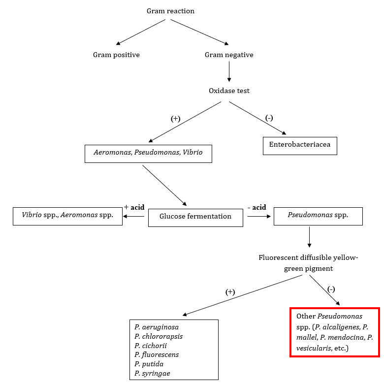 Figure 2: Identification flow chart for isolates A4, A5 and A6.