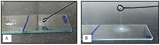 Figure 6: Gregersen. (A) B. polymyxa, negative result; (B) Isolate A6, positive result as characterized by thread of slime.
