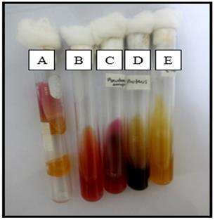 Figure 9: SIM medium: (A) Uninoculated; (B) Staphylococcus aureus, negative result on sulfide and indole production and non-motile; (C) Proteus vulgaris, positive result on sulfide (blackening) and indole (red color in the surface) production and motile (diffuse growth); (D) Isolate A5, negative result on sulfide and indole production and motile.