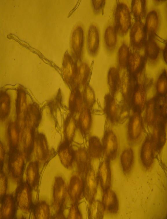 Figure 1: Viability of urediniospores under different temperatures.