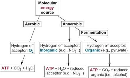 Figure 6: Complete biochemistry of cell respiration and the differences of anaerobic versus aerobic respiration.