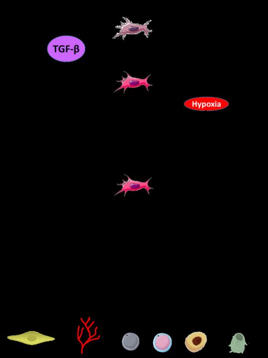 Figure 2: Mode of action for MSCs highlighting their paracrine effect.