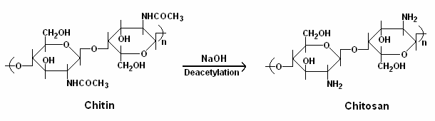 Figure 2: Deacetylation of Chitin to Chitosan.
