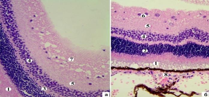 Figure 8: Regeneration processes in normochromatic NC of the NS of the hypothalamus III (a) and IV groups (в) animals 30 days after treatment Electrographs. Mag.: 8000.