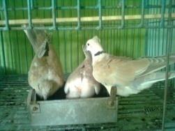 Figure 1: Feeding.