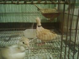 Figure 3: Nesting.