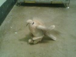 Figure 4: Mating.