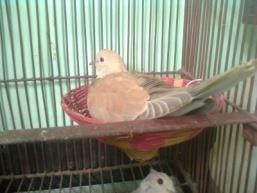 Figure 6: Incubating.