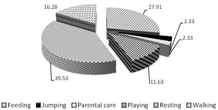 Figure 12: Different types of activity pattern of Bonnet Macaque.