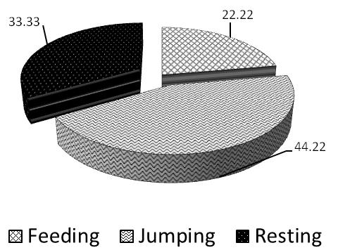 Figure 14: Different types of activity pattern of Nilgir Langur.