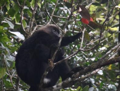 Figure 3: Trachypithecus johnii.