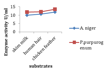 Figure 2: Keratinase activity of A. niger and P. purpurogenum on1% Skim milk Human hair and Chicken Feather used as substrates.