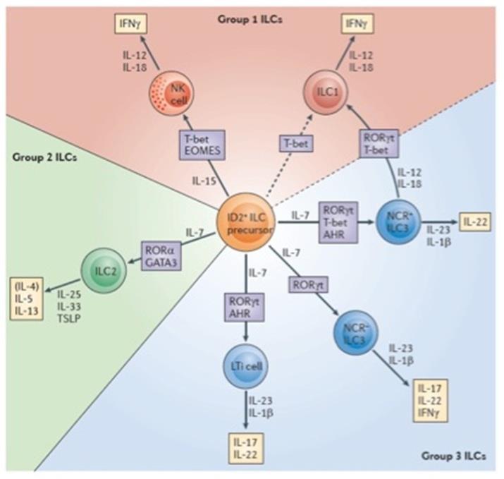 Figure 1: ILC Groups. ILCs are classified into 3 groups: Group 1 ILCs that produce IFNγ: ILC1 and NK cells. Group 2 ILCs, defined by ILC2, which synthesizes Th2 cytokines and depends on RORα and GATA3. Group 3 ILCs is an heterogeneous group that consists on LTi cells and NCR+/- ILC3 cells. This group depend on RORγt and these cells are able to produce or IL-17 and/or IL-22. NCR+ILC3 has the plasticity to become ILC1 under the influence of IL-12 and IL-15. Adapted from Spits et al. (2013) [2].