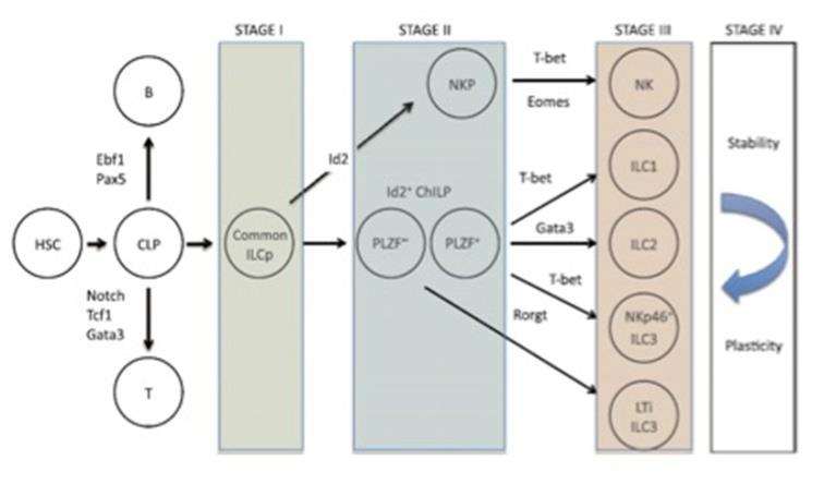 Figure 2: ILC ontogeny. ILCs have a CLP that derives from HSC in bone marrow. The ILC ontogeny can be divided into 4 groups. A common ILCp may differentiate into NKp that madures to NK, or into a ChILP that gives rise to different types of ILC. If ChILP expresses PLZF protein, it can lead to ILC1, ILC2 and NKp46/p44+ differentiation. When ChiLP is PLZF negative, it may become LTi ILC3. Plasticity and phenotypic changes could be observed between stage III ILCs when the microenvironment is adequate. Adapted from Di Santo et al. (2014) [15].