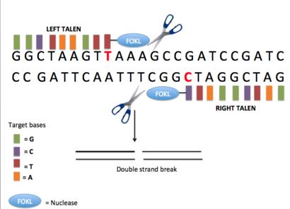 Figure 2: General structure of TALENs. TALENs have generated much interest and excitement because they can be very easily and rapidly designed by researchers using a simple ‘protein-DNA code’ that relates modular DNA-binding TALE repeats domains to individual bases in a target-binding site. Over the last years, leveraging technologies and methodologies previously developed for the use of ZFNs, several groups have used TALENs to modify endogenous genes in yeast, fruit fly, roundworm, crickets, zebra fish, frog, rat, pig, cow, thale cress, rice, silkworm, and human somatic, and pluripotent stem cells Supplementary and presumably the technique will continue to extend to additional organisms[44]. Furthermore, a recent large-scale test demonstrated that TALENs have a very high success rate and can be used to target essentially any DNA sequence of interest in human cells. Although ZFNs and TALENs have not been directly compared, many studies have shown that TALENs and ZFNs have comparable efficiencies when targeted to the same gene [45]. Thus, the ease of design, high rates of cleavage activity, and the essentially limitless targeting range of TALENs make them suitable for the use by non-specialist researchers.