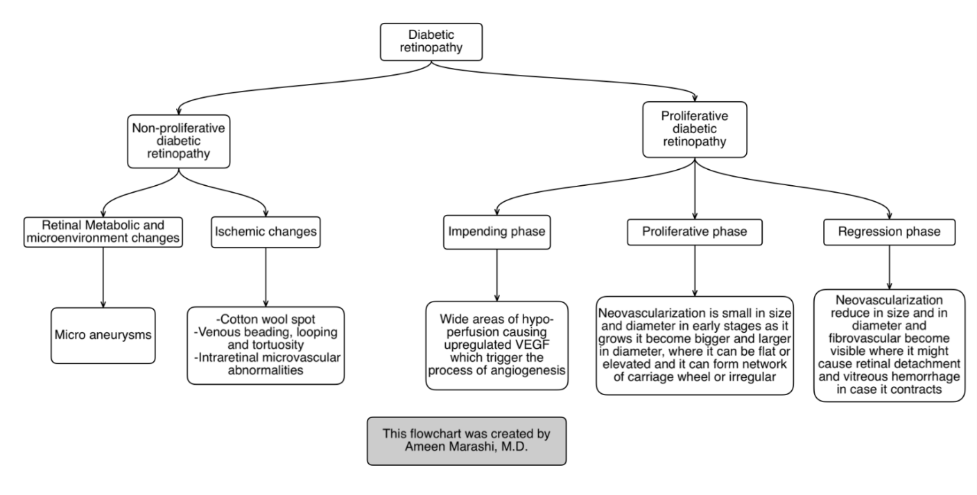 Figure 6: A flow chart created by the author explaining the pathological elements causing the diabetic retinopathy.