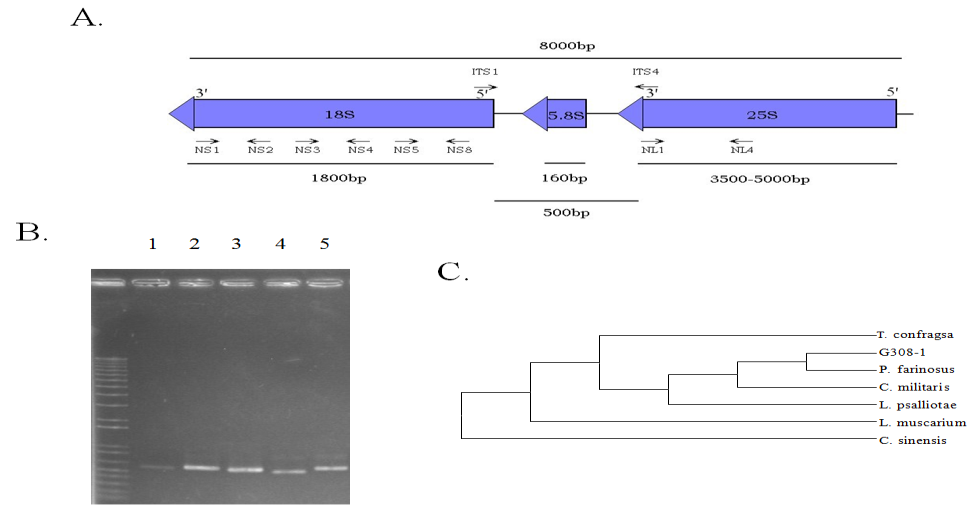 Figure 1: The molecular identification of _Paecilomyces_ _farinosus_ using rDNA regions. (A) The locations of the primers used in the polymerase chain reactions. (B) The PCR products amplified from the genomes of _P. farinosus_ using the above primers. Lane 1, PCR with NL1 and NL4; lane 2, ITS1 and ITS4; lane 3, NS1 and NS2; lane 4, NS3 and NS4; lane 5, NS5 and NS8. (C) Molecular phlyogenetic tree inferred from the ITS of G308-1 strain and its allies.