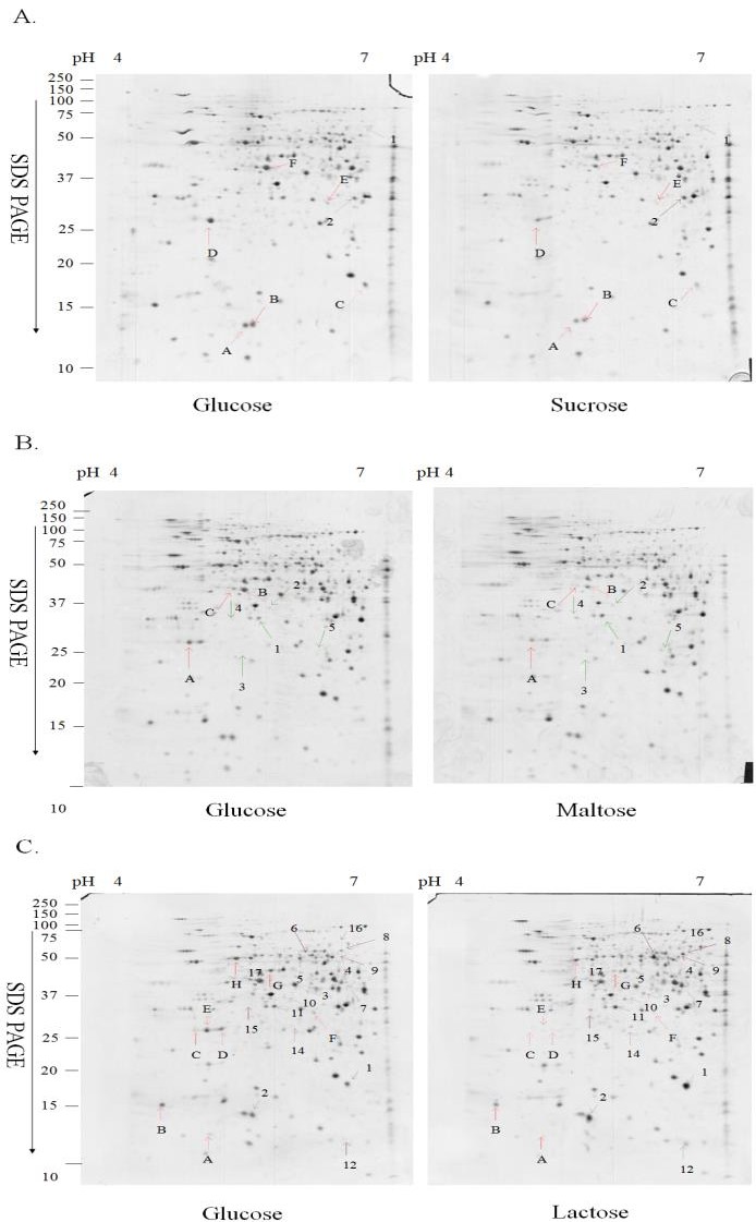 Figure 2: On average each gel resolved up to 850 protein spots. To prevent the variation of silver staining, six replica gels were collected from three batches. The differentially expressed protein spots were scored which is higher than 1.5-fold in magnitude as observed in all six replica gels. Eight, eight and twenty- five differentially expressed proteins were observed respectively in the mycelia derived from the sucrose, maltose and lactose media. Among these differentially expressed protein spots, two, five and seventeen protein spots were repressed respectively in the mycelia grown in the sucrose, maltose and lactose media while six, three and eight protein spots were induced respectively. The total normalized volume (ppm), _p_I, molecular weight and the statistical result of each protein spot were presented in Tables 2-4.
